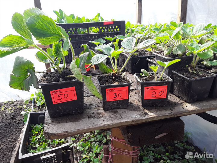 Серпуховская клубника