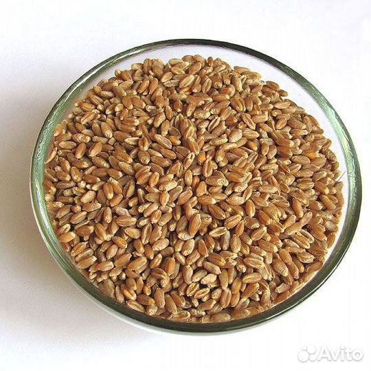 Пшеница фураж в мешках