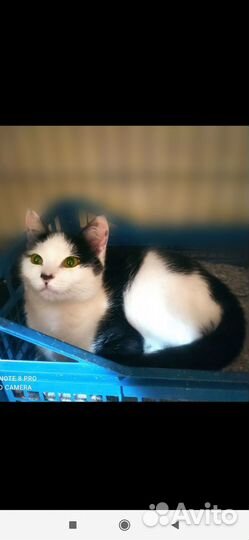 Котенок подросток