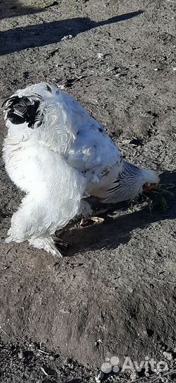 Колумбийская брама