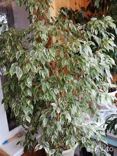 Фикус бенджамина 140 см