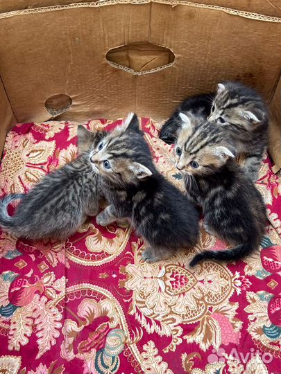 Котята породистые