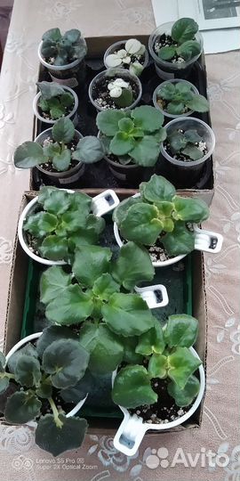 Фиалки и другие растения