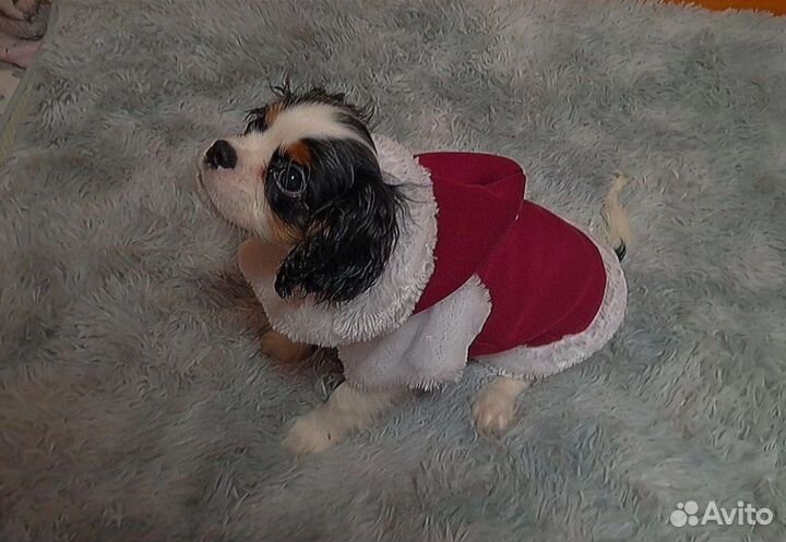 Одежда для маленьких собак