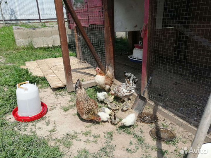 Куры петухи и цыплята