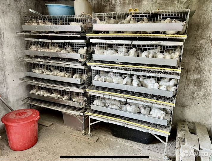 Перепелиная ферма