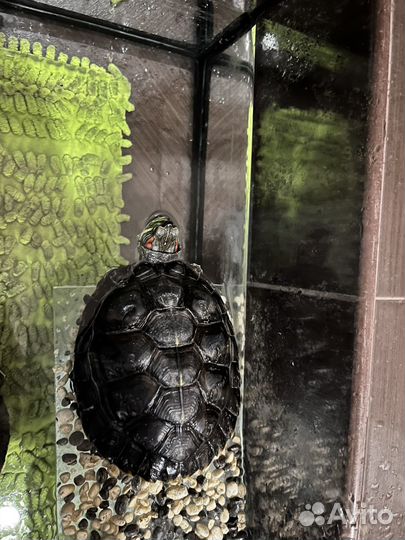 Красноухая черепаха девочка