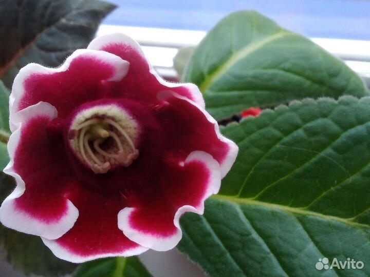 Глоксинии цветущие