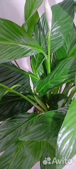 Спатифиллум