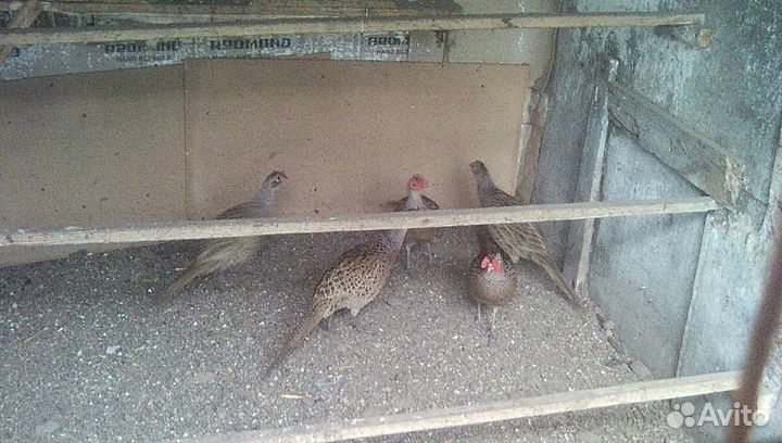 Фазаны охотничие