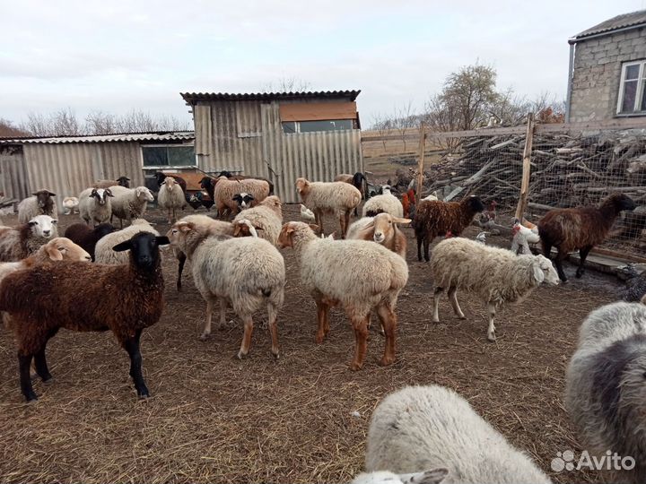 Овцы бараны