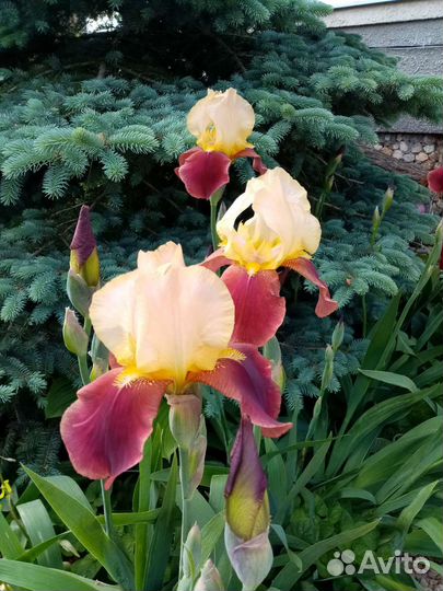 Ирис корневище