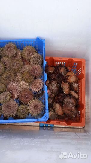 Ежи, гребешок