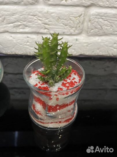 Кактусы,Крассула Овата, Суккуленты