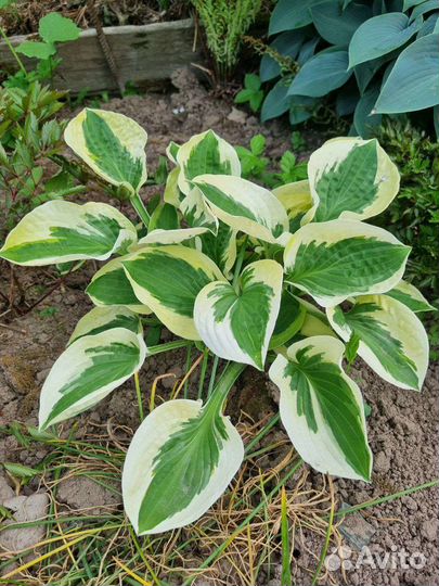 Хоста растение