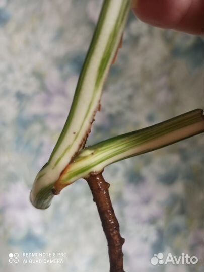 Монстера альба