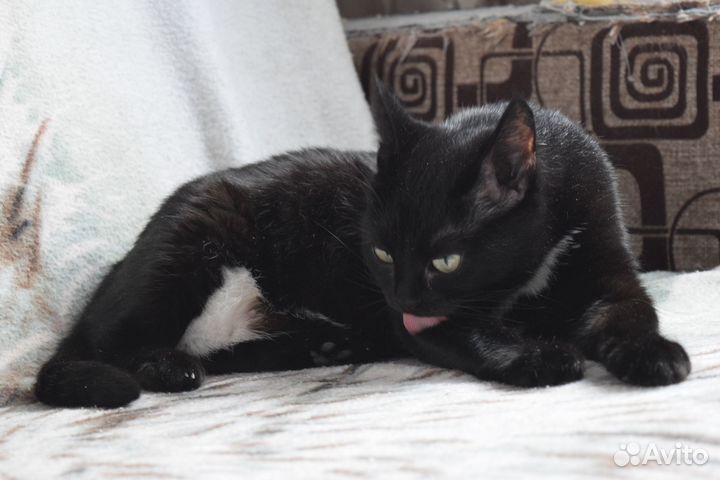 Кошка ищет дом