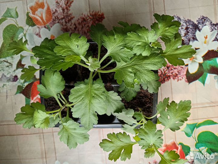 Хризантема