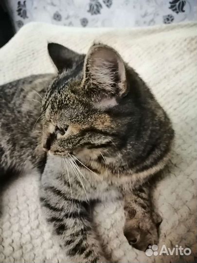 Кошка в дар