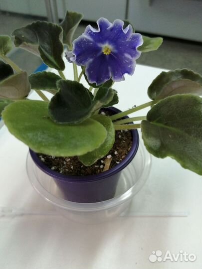 Фиалка, цветущие детки