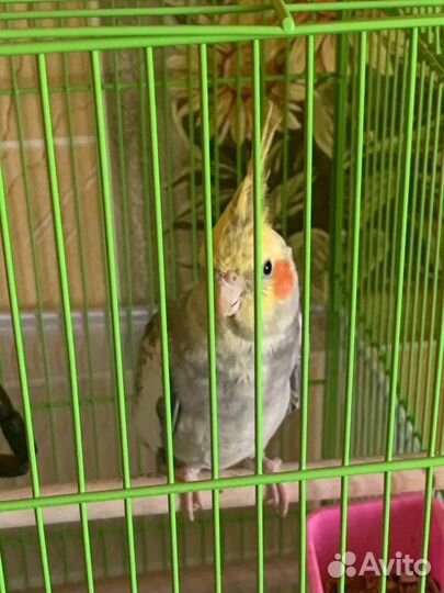 Корелла с клеткой