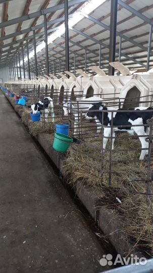 Телята бычки