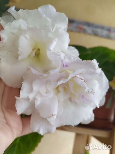 Глоксиния белая махровая,Гибискус махровый