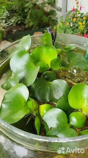 Растение для пруда