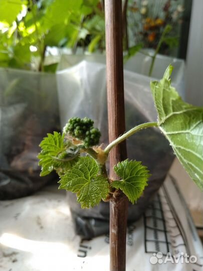 Саженцы винограда