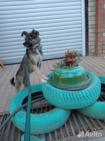 Собака в добрые руки