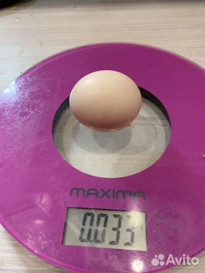 Инкубационное яйцо павлина, цыплята карлик коха