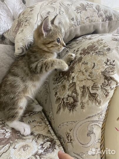 Кошка в дар бесплатно