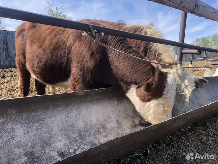 Быки герефорд