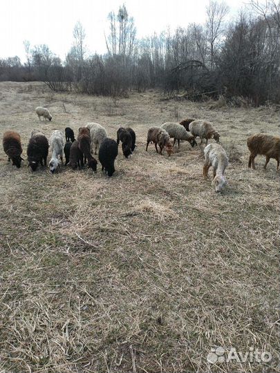 Продам баранов