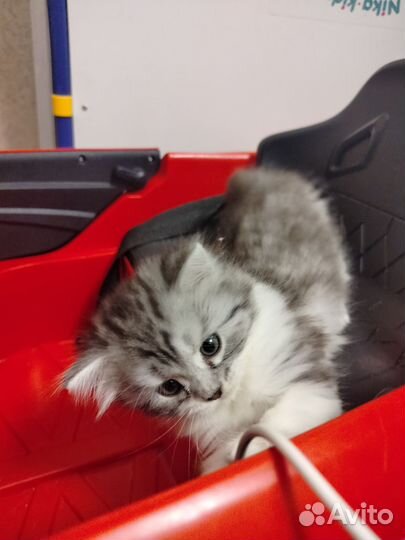 Отдам котёнка