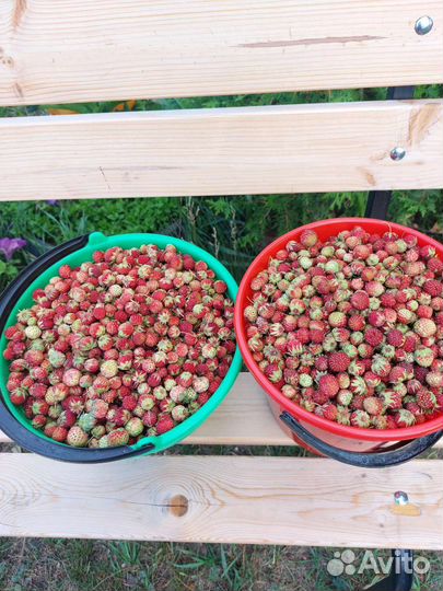 Лесная клубника (луговая земляника)