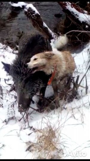 Кобель лзс на вязку