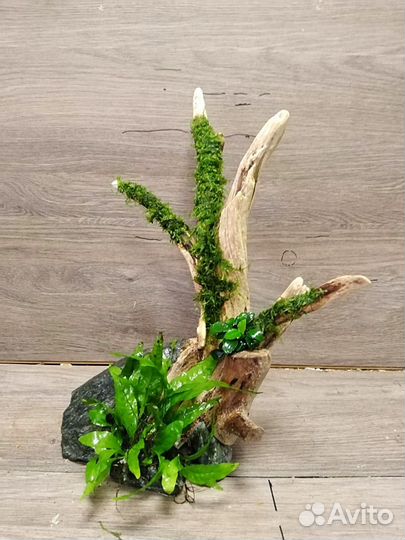 Декорации с живыми растениями