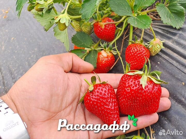 Рассада клубники. Опт от 64 шт