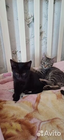 Котята в добрые руки даром