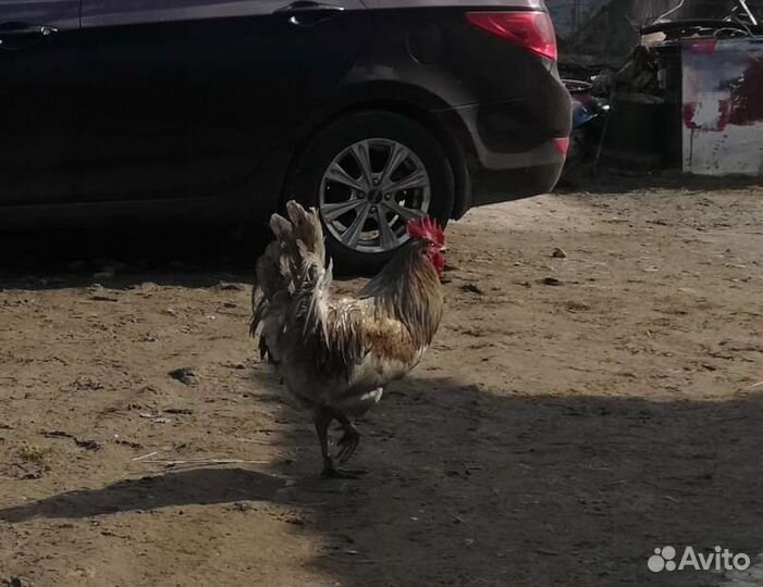 Куры петухи