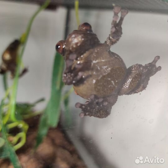 Лягушка Theloderma asperum