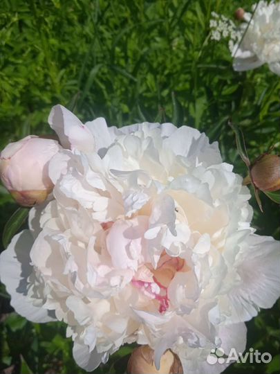 Продаю кусты пионов