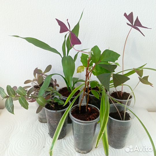 Цветы комнатные