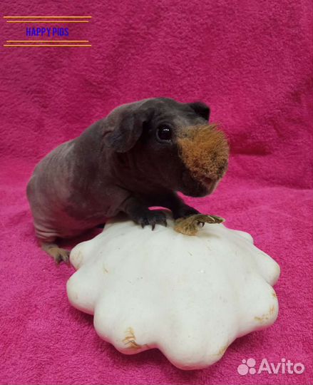 Мини бегемотики скинни