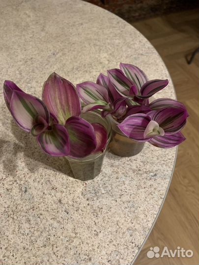 Традесканция нанук розовая