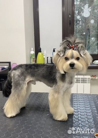 Стрижка, грумминг собак и кошек