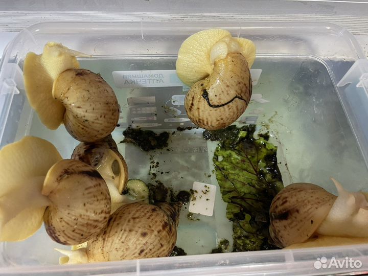 Улитки ахатины