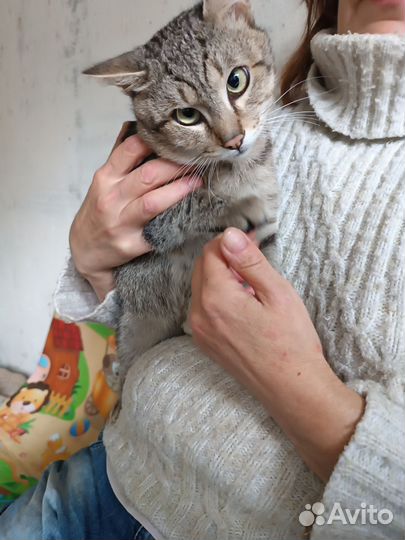 Васька в добрые руки