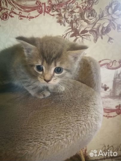 Котенок девочка